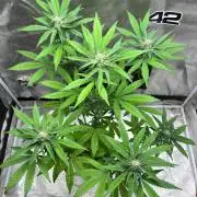FrostBanger Auto (F4) from Fast Buds