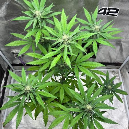 FrostBanger Auto (F4) from Fast Buds