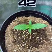 GMO Auto from Fast Buds Genetics