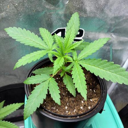 Pineapple OG Auto F4 Fast Buds