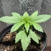 FrostBanger Auto (F4) from Fast Buds