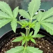 GMO Auto from Fast Buds Genetics