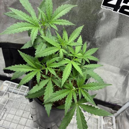 Pineapple OG Auto F4 Fast Buds