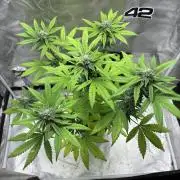 FrostBanger Auto (F4) from Fast Buds