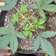 Bruce Banner Auto (BB3) Grow