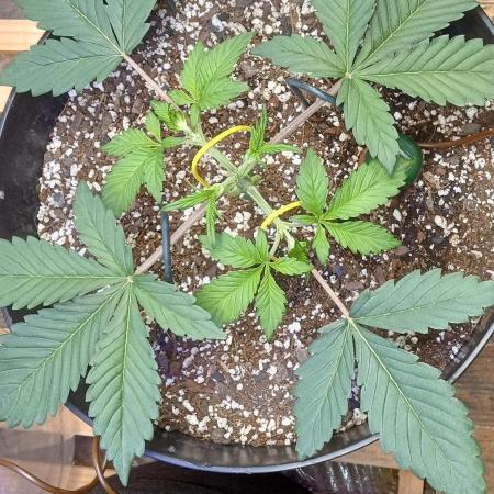 Bruce Banner Auto (BB3) Grow