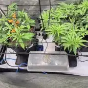 Melt Mode and Blue Skunk