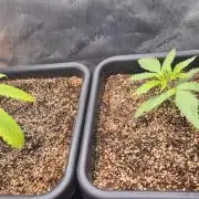 Melt Mode and Blue Skunk