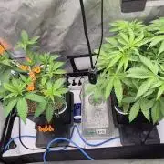 Melt Mode and Blue Skunk