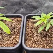 Melt Mode and Blue Skunk