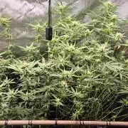 Melt Mode and Blue Skunk