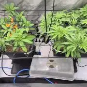 Melt Mode and Blue Skunk