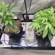Melt Mode and Blue Skunk