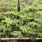 Melt Mode and Blue Skunk