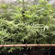 Melt Mode and Blue Skunk