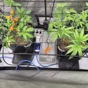Melt Mode and Blue Skunk