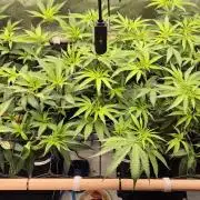 Melt Mode and Blue Skunk