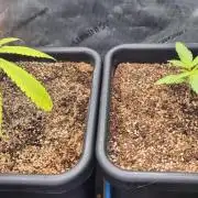 Melt Mode and Blue Skunk
