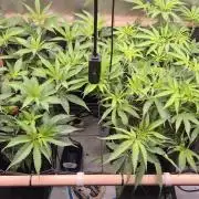 Melt Mode and Blue Skunk