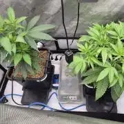 Melt Mode and Blue Skunk