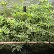 Melt Mode and Blue Skunk