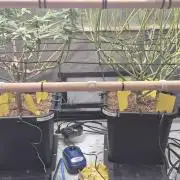 Melt Mode and Blue Skunk