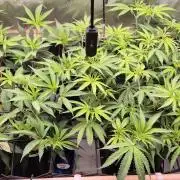 Melt Mode and Blue Skunk