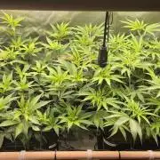 Melt Mode and Blue Skunk