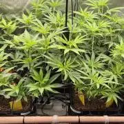 Melt Mode and Blue Skunk