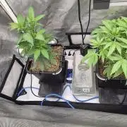 Melt Mode and Blue Skunk