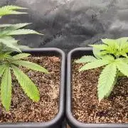 Melt Mode and Blue Skunk