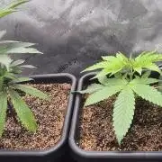 Melt Mode and Blue Skunk