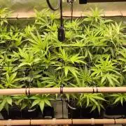 Melt Mode and Blue Skunk