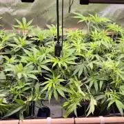 Melt Mode and Blue Skunk