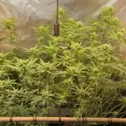 Melt Mode and Blue Skunk