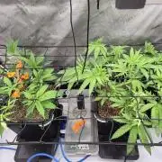 Melt Mode and Blue Skunk