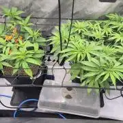 Melt Mode and Blue Skunk