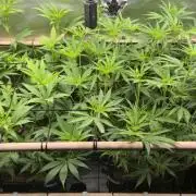 Melt Mode and Blue Skunk