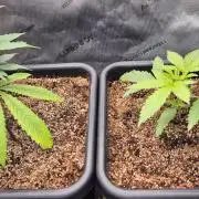 Melt Mode and Blue Skunk