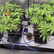 Melt Mode and Blue Skunk