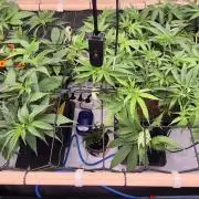 Melt Mode and Blue Skunk