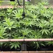 Melt Mode and Blue Skunk