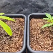 Melt Mode and Blue Skunk