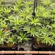 Melt Mode and Blue Skunk