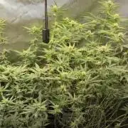 Melt Mode and Blue Skunk