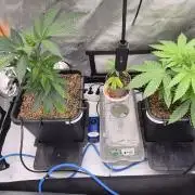 Melt Mode and Blue Skunk