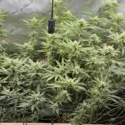 Melt Mode and Blue Skunk