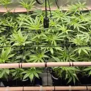 Melt Mode and Blue Skunk