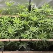 Melt Mode and Blue Skunk