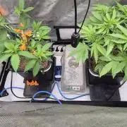 Melt Mode and Blue Skunk